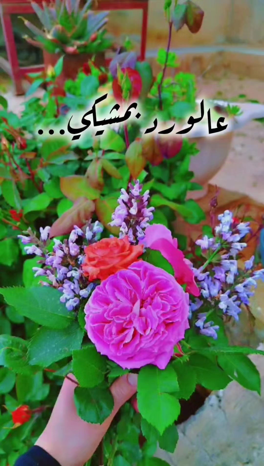 @عبير الورد🧡🍂