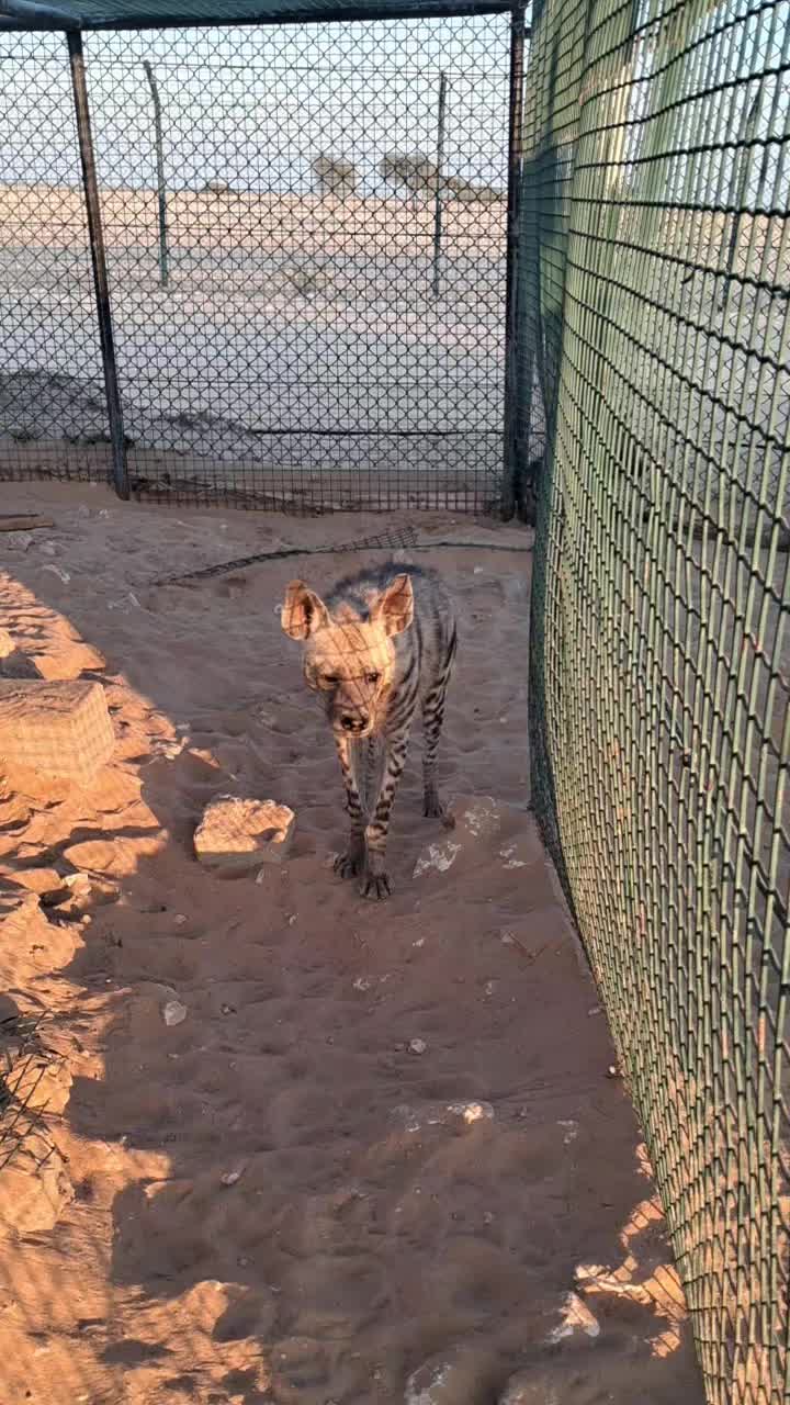 @Wildlife🐅