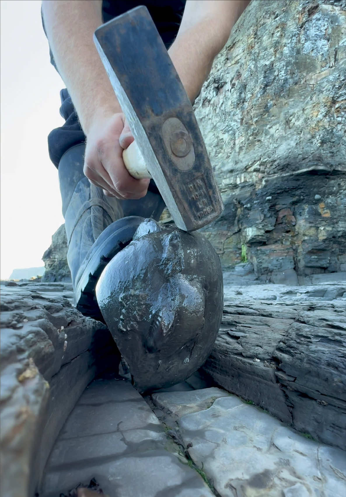 @yorkshire.fossils