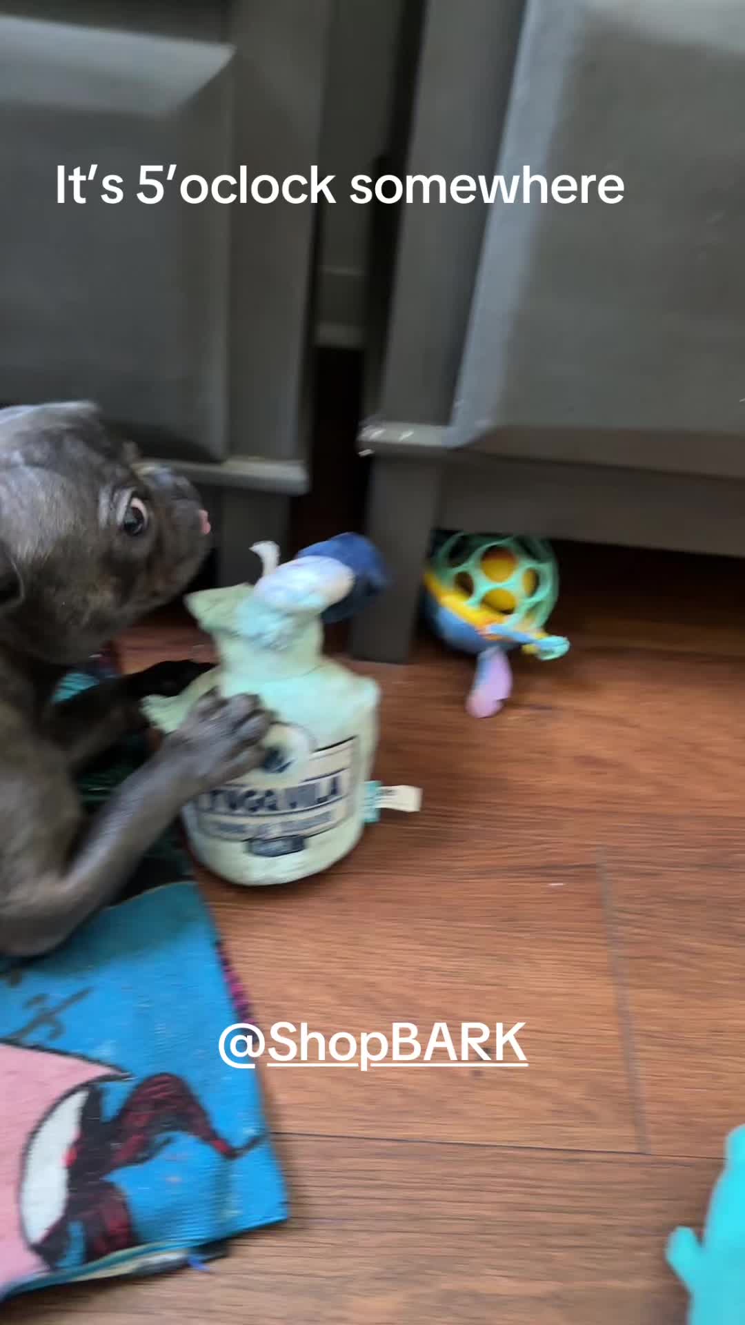 @Zoe Love The Frenchie
