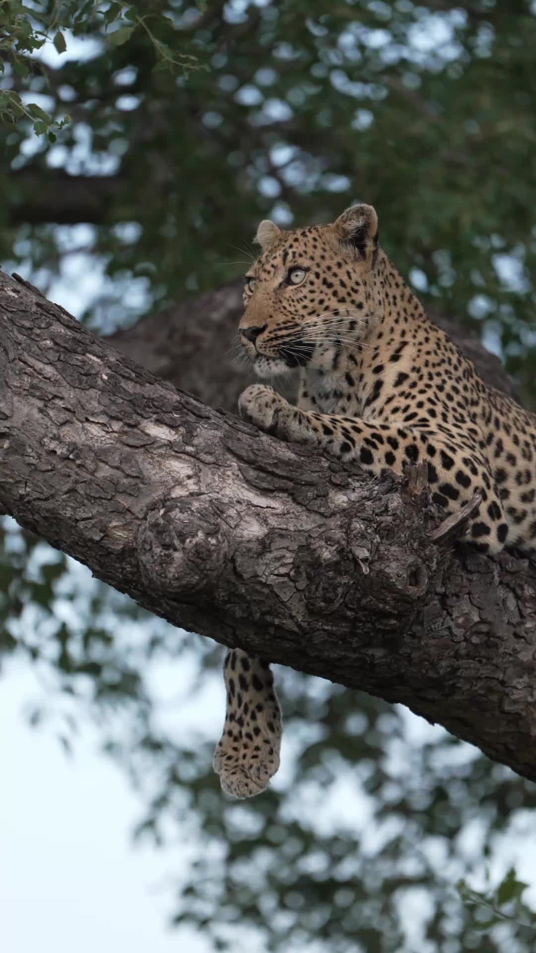 @Thornybush