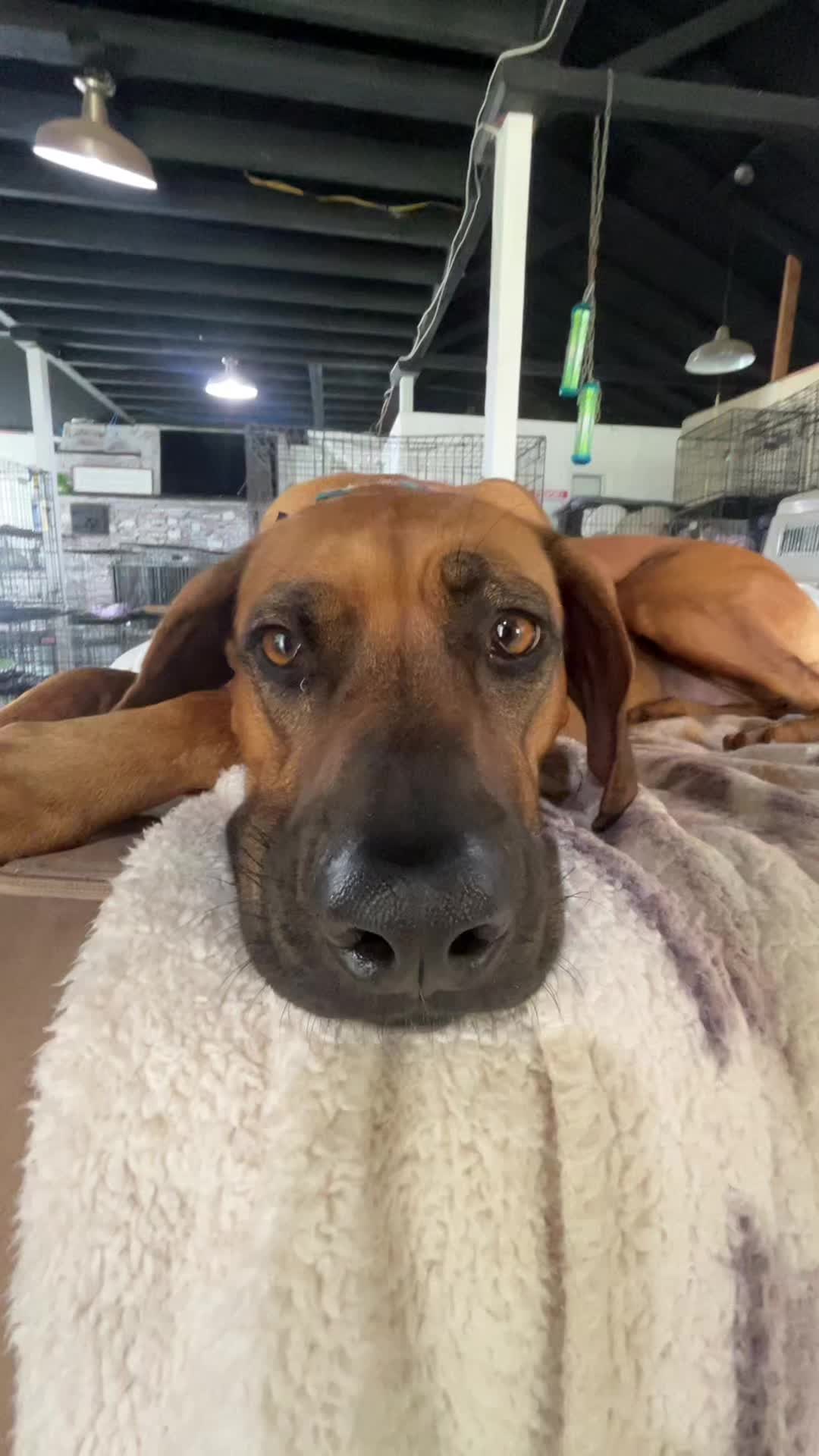 @Bed Bark and Beyond