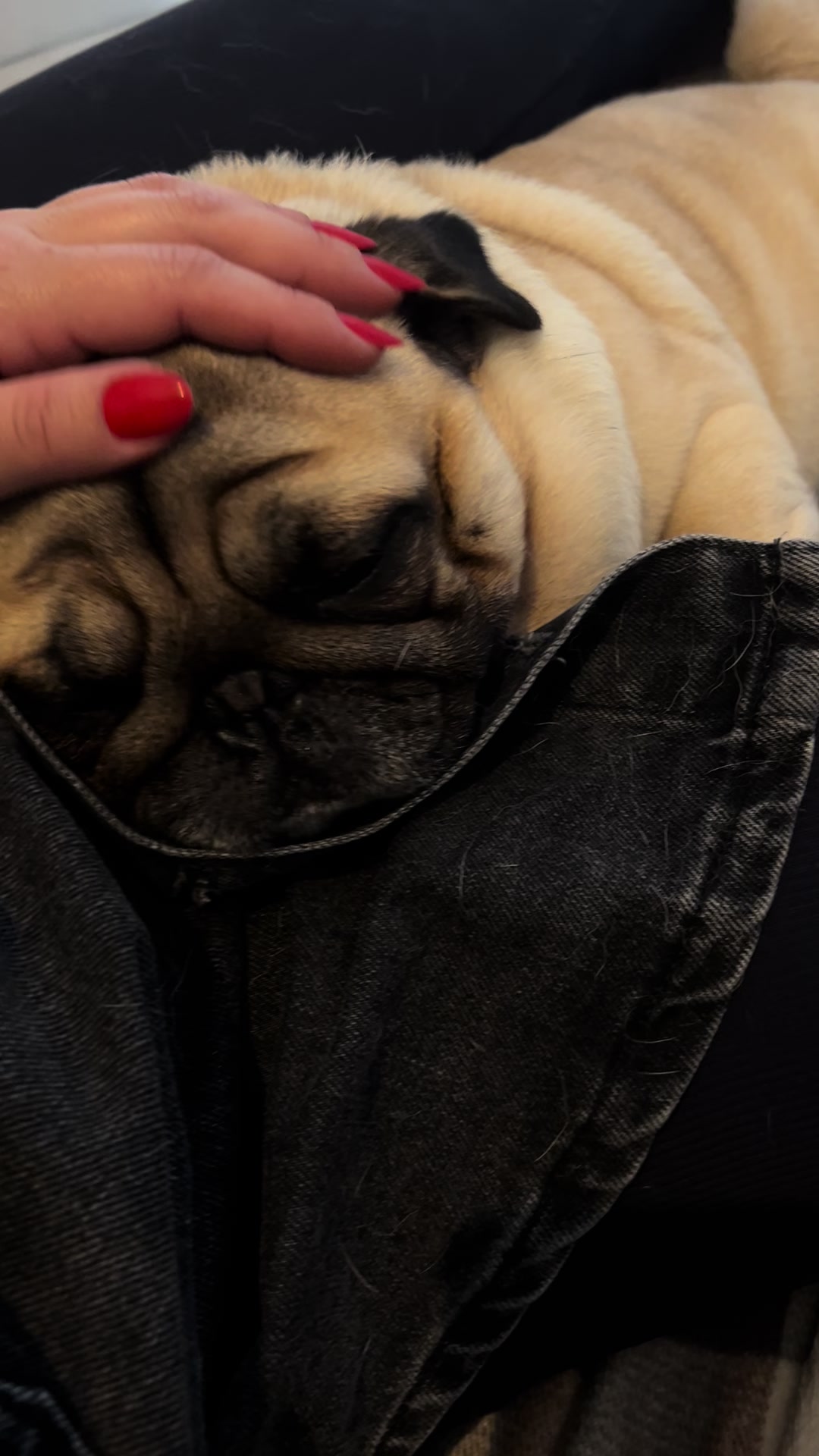@pugSofyHarry