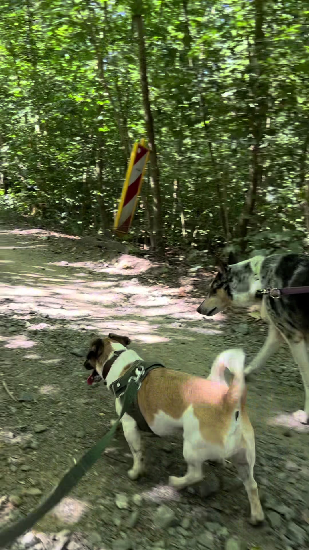 @Hunde- und Katzenpension