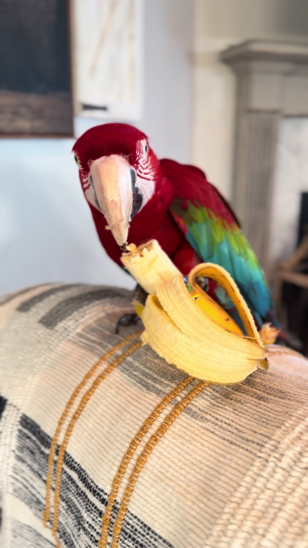@Wild South Exotics
