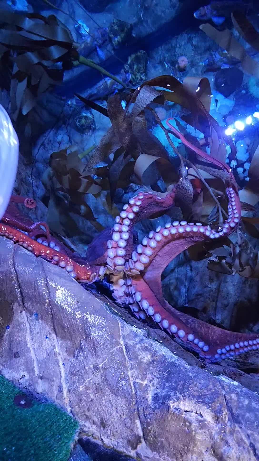 @Cuttle Aquarist