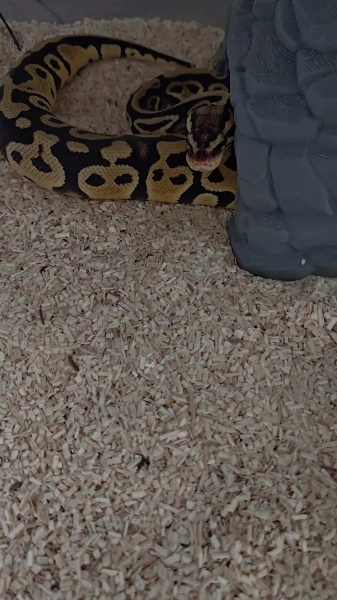 @Magdalena® 🕷️🐍🦂🪴
