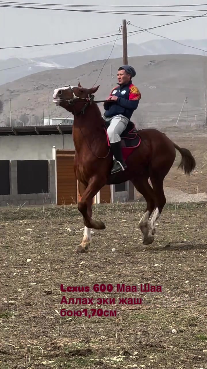 @aksy.jylkylary