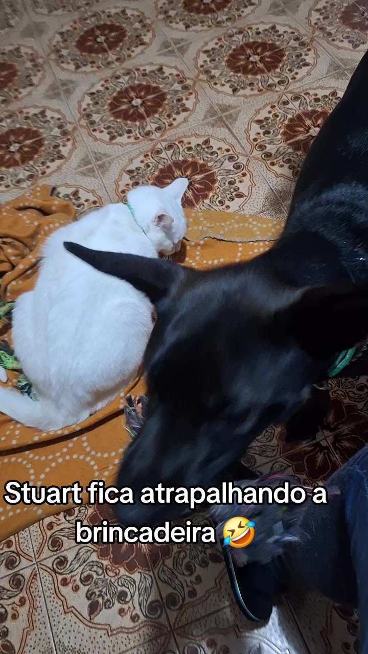 @MagdAmAnimais😾🐶🕊🐅🐍🐢🦜