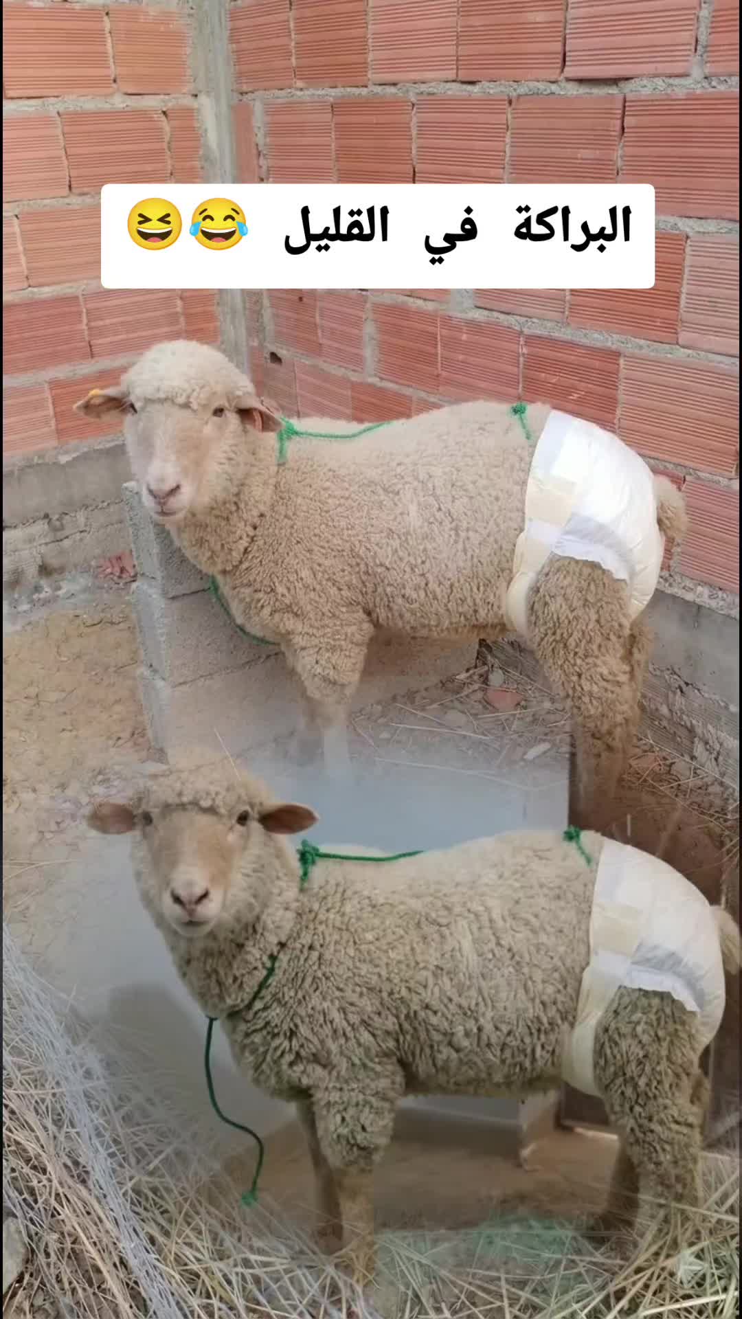 @مقاطع بن سديرة