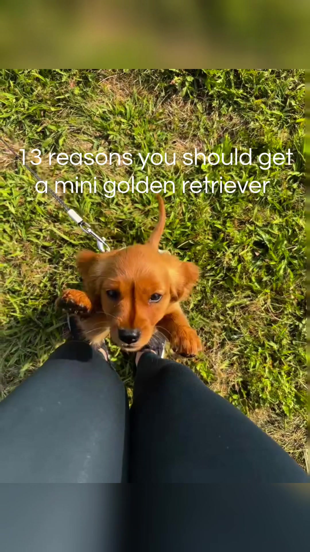 @Sage | Mini Golden Retriever