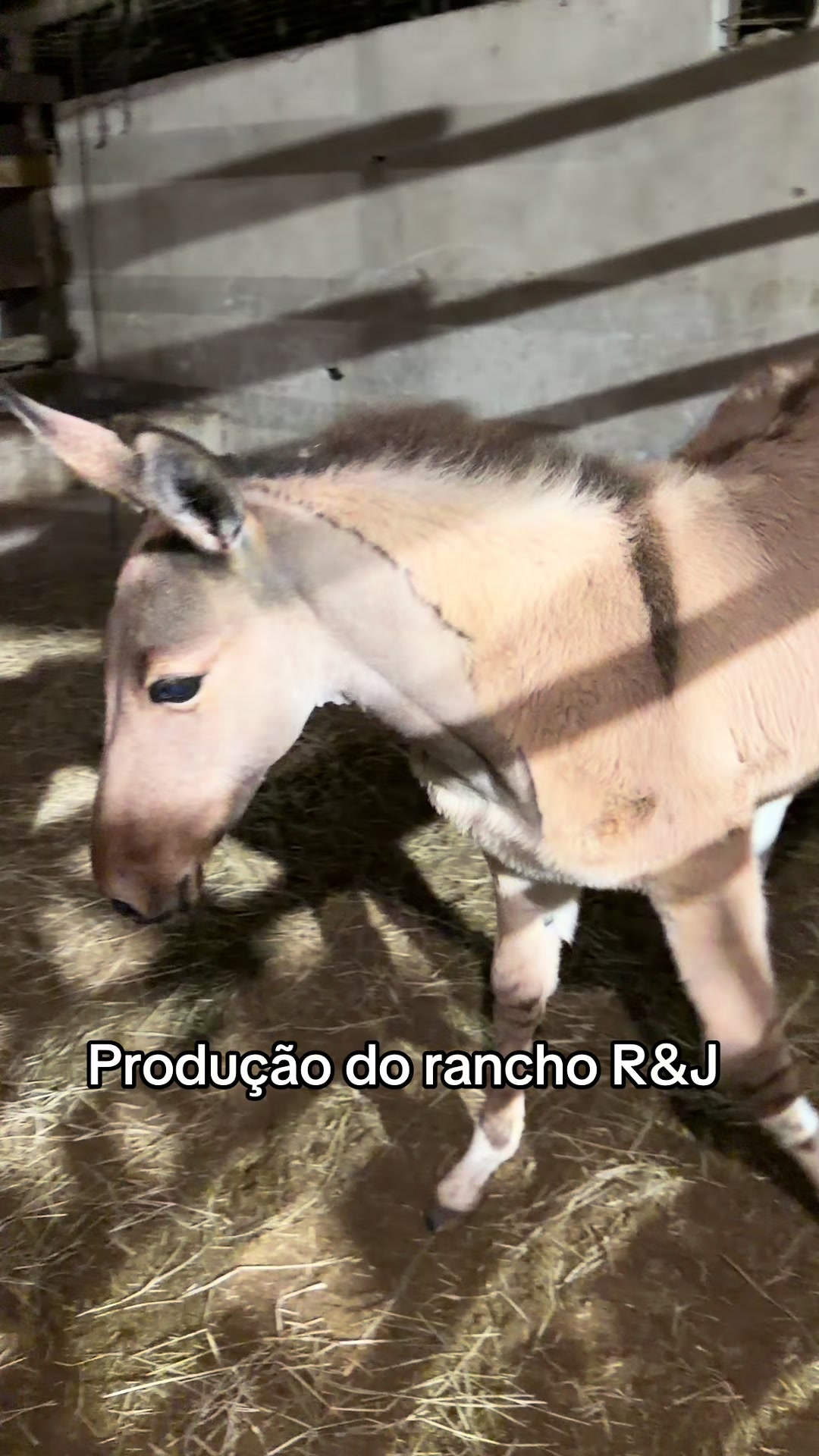 @claudenir Pereira Pinto
