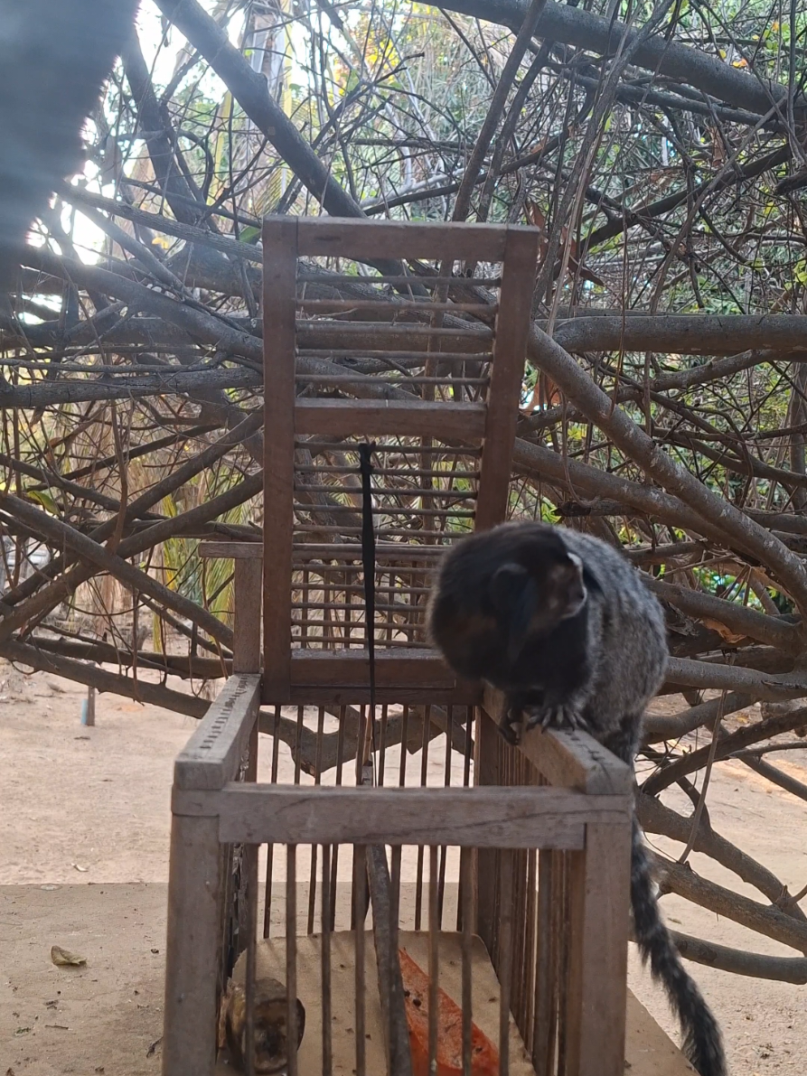 @animais selvagens