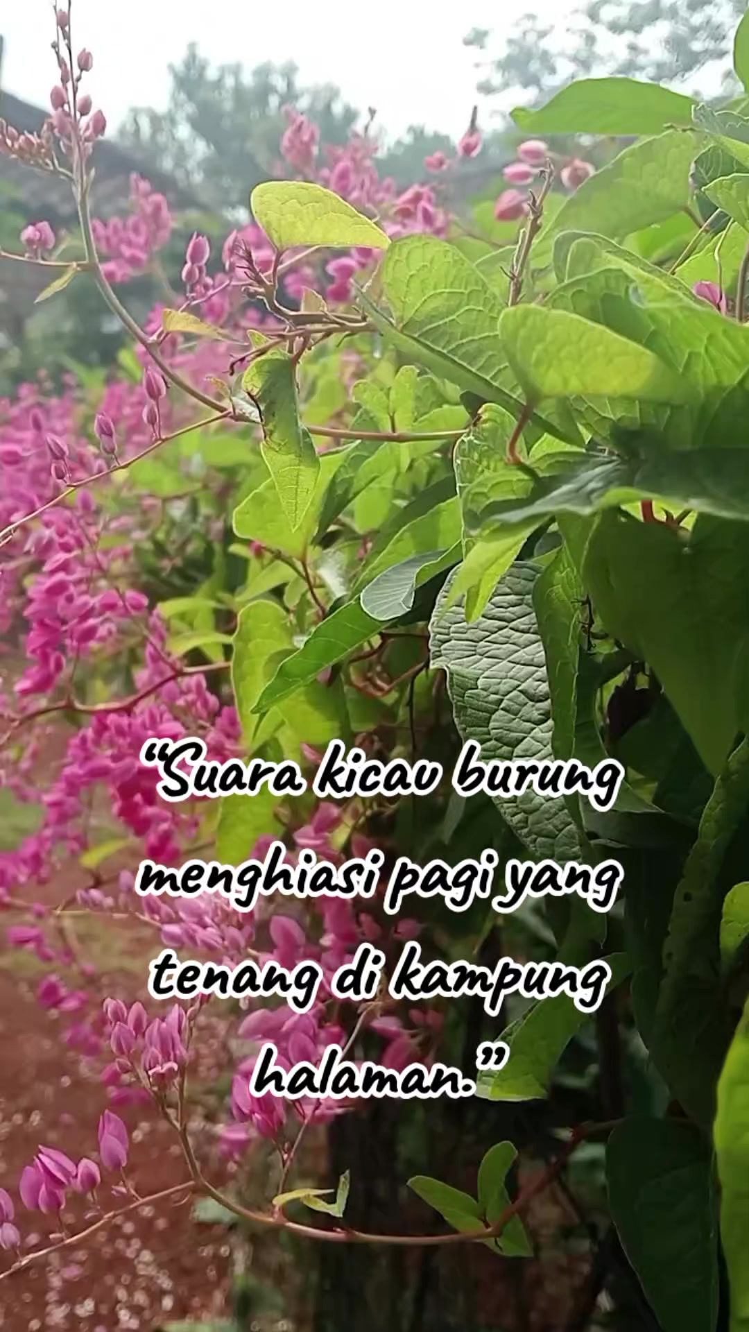 @Rizqi