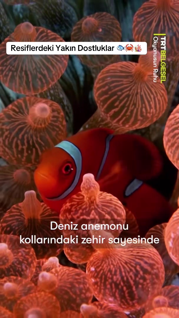 @TRT Belgesel