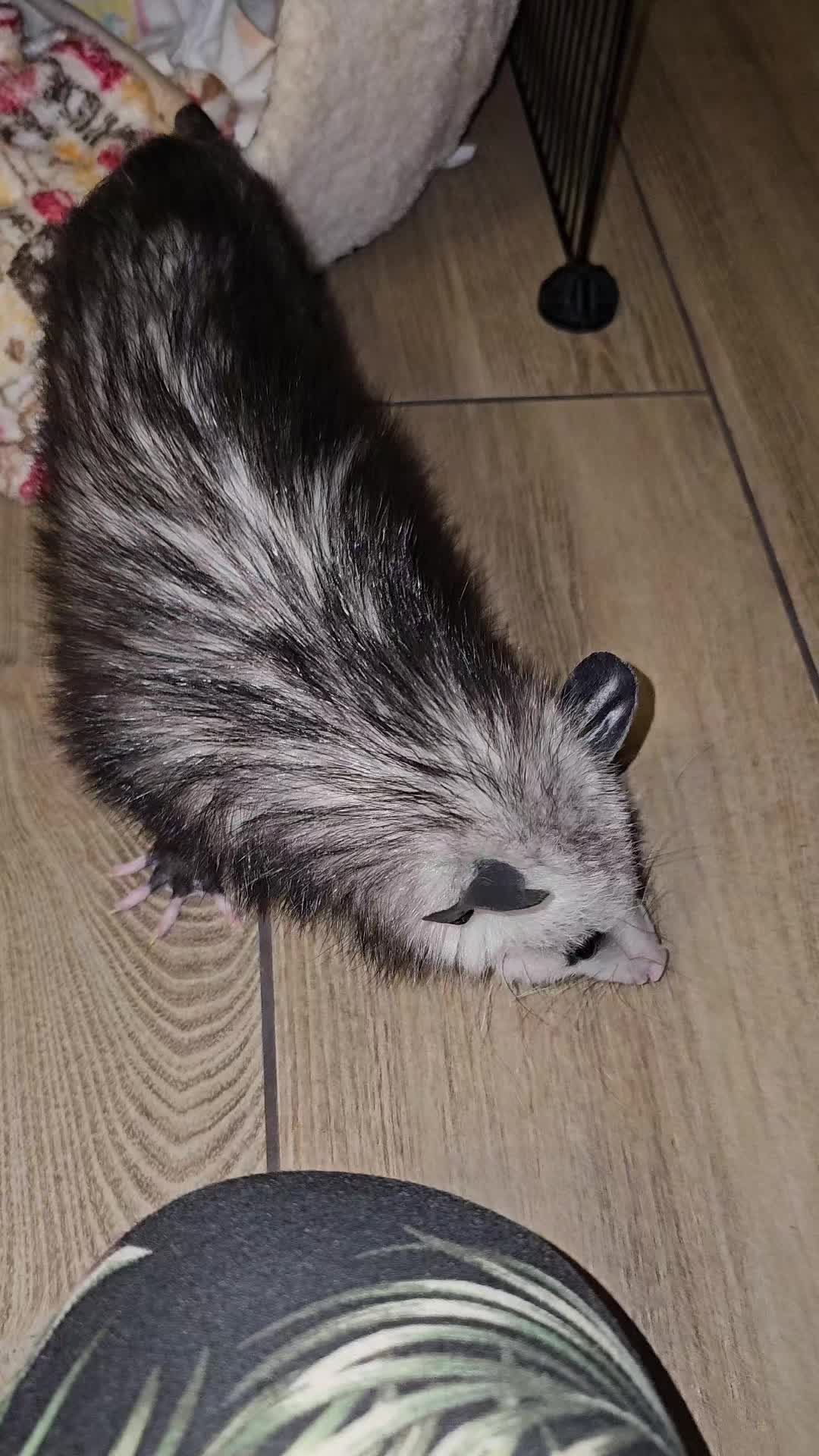 @OPOSSUMDAWGMOM
