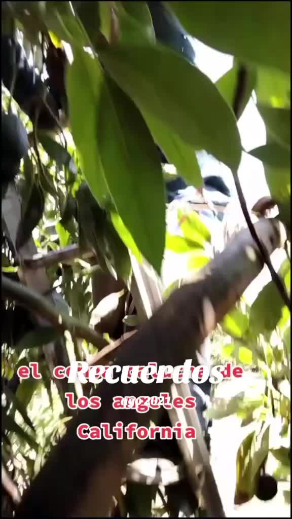 @Perro PAPAYAL