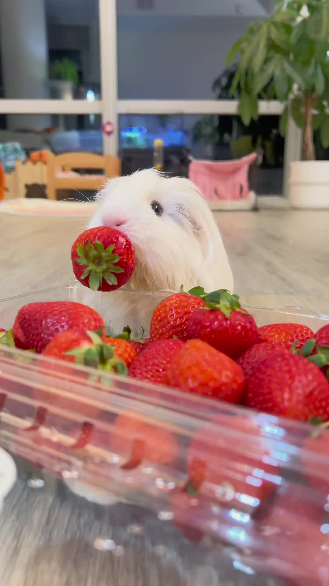 @pumpkin_panda_home