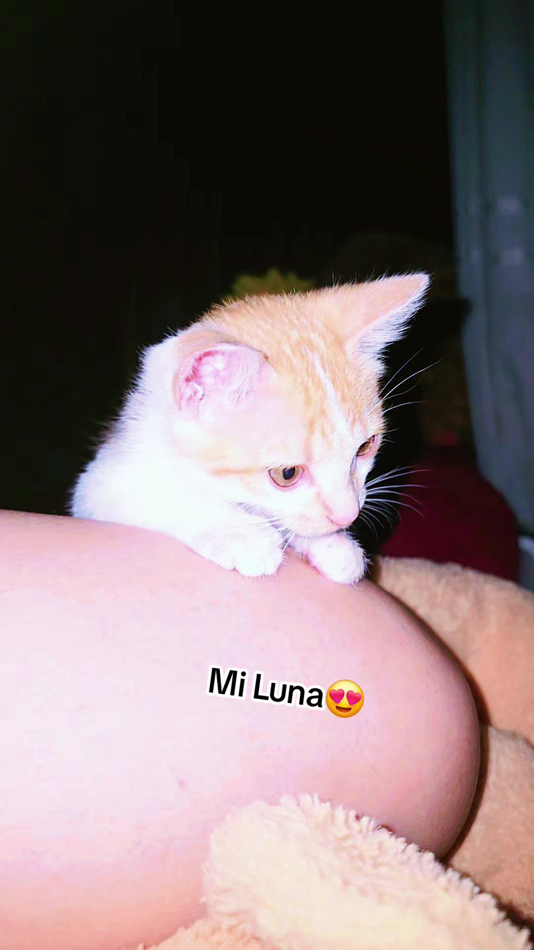 @Mirna🏳️🌈👑🌛🐈🕷♥️♠️🧸🐼🆎️