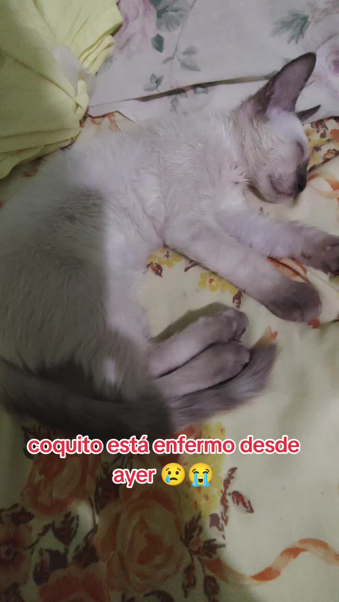 @Charlotte🐕&zwj;🦺🐈🐕🦬🐐🐎🐄🐒
