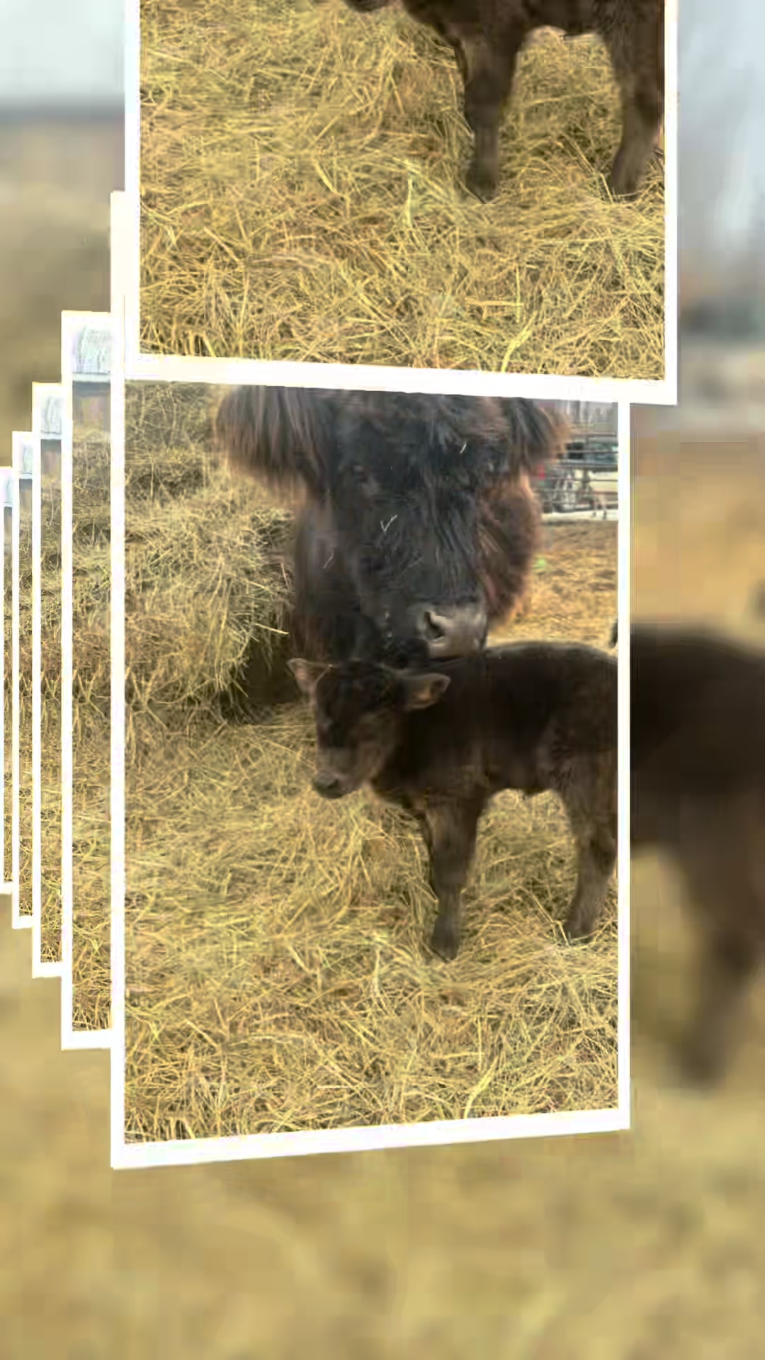 @TennesseeTedMiniFarm