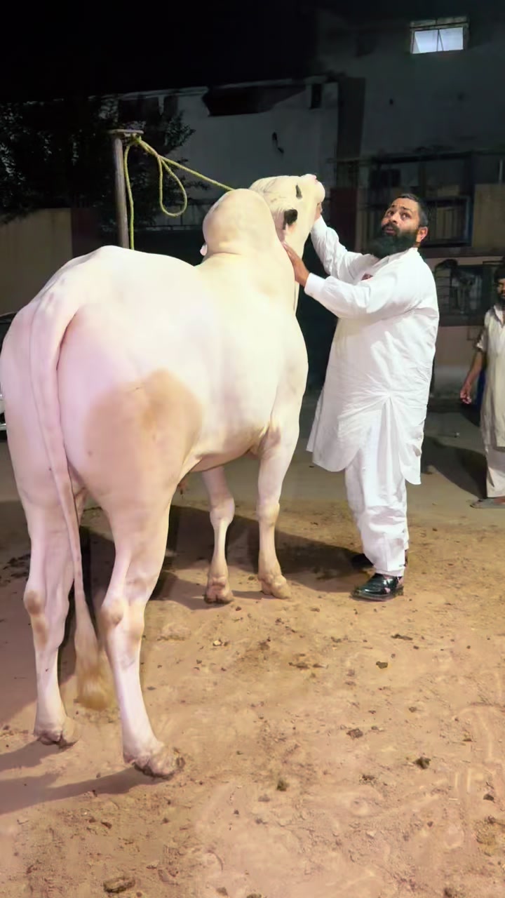 @TALHA CATTLE FARM