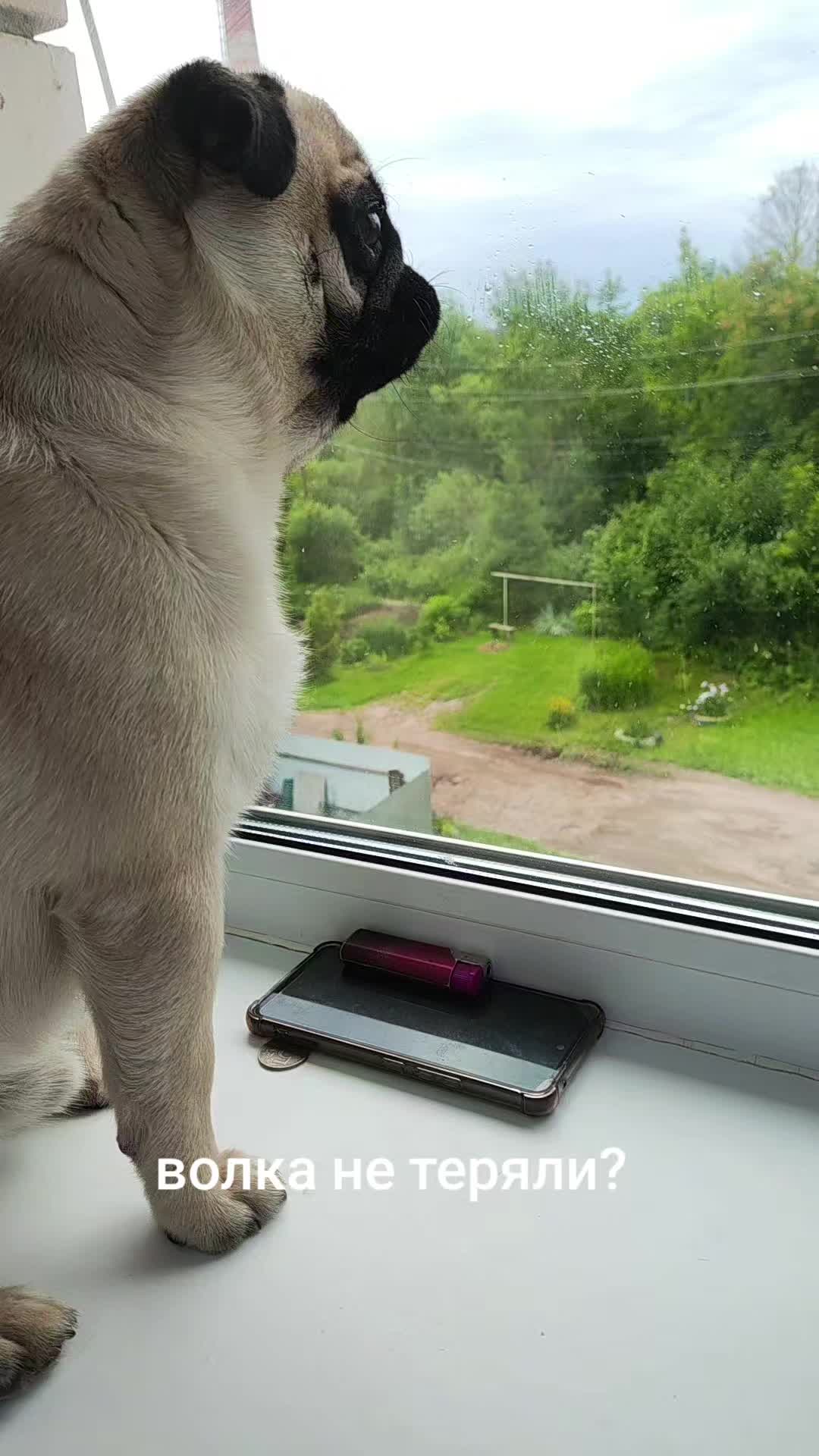 @ЧИПУНЕТСКИЙ👑