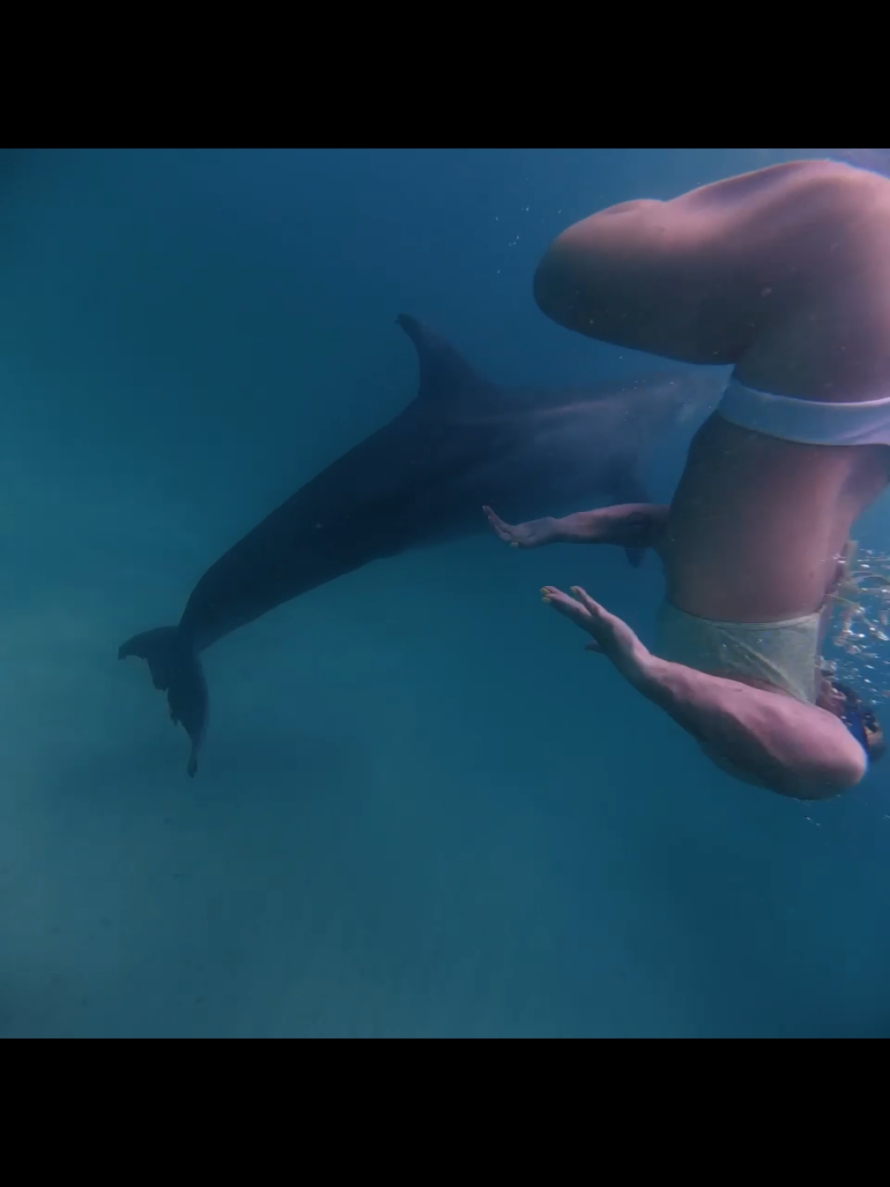 @Shell Island Dolphin Tours 🐬