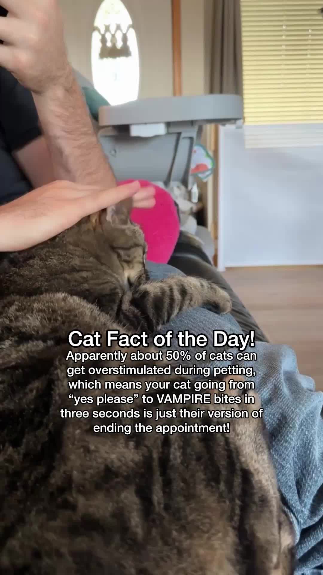 @Chip The Manx
