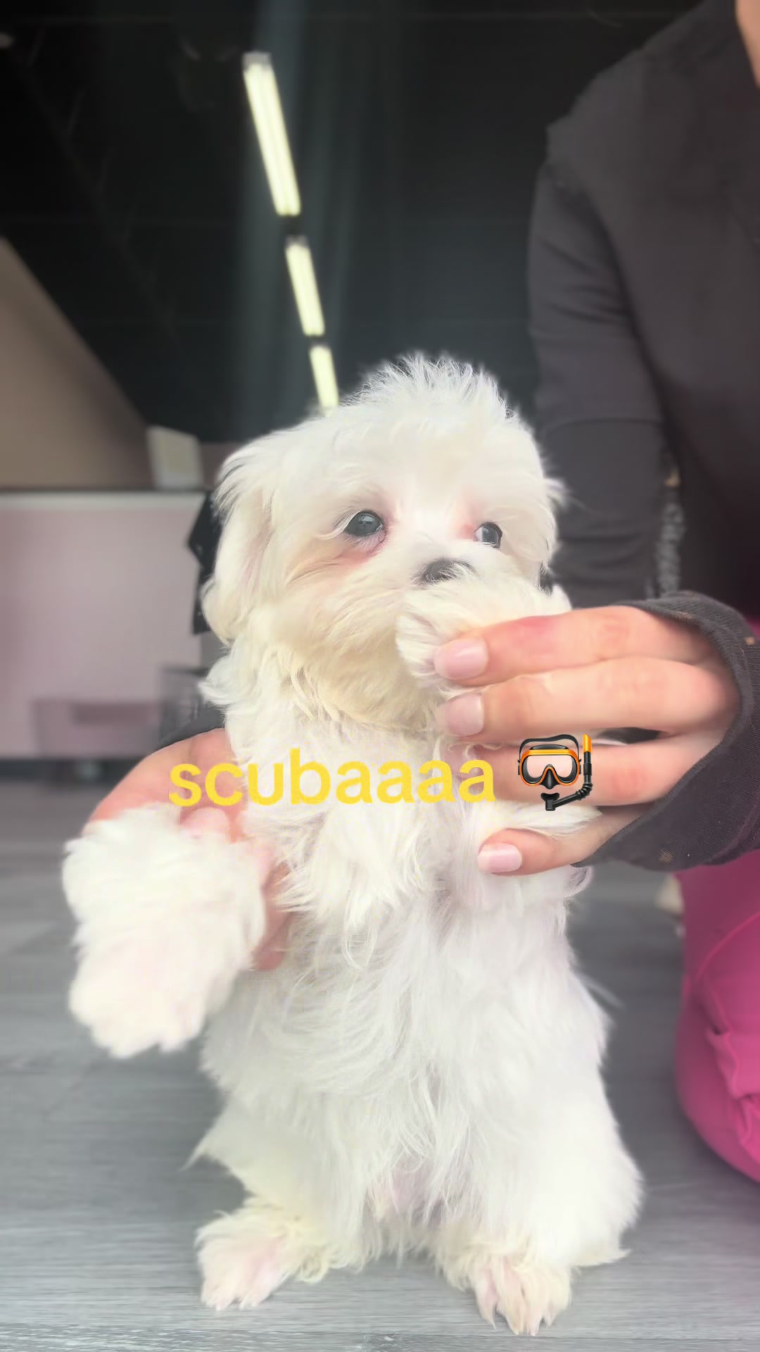 @Furry Babies