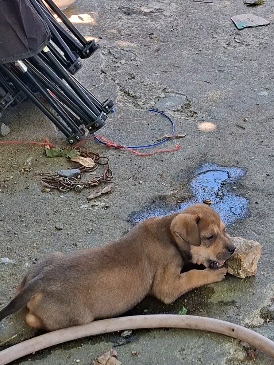 @Yêu chó mèo thích nuôi cá