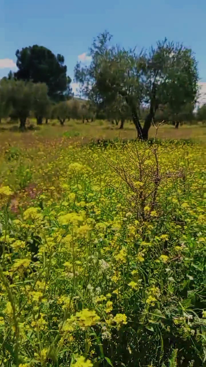 @🫒عٌـِـِِـِـفُـ,ـرينـِِـِـية🫒