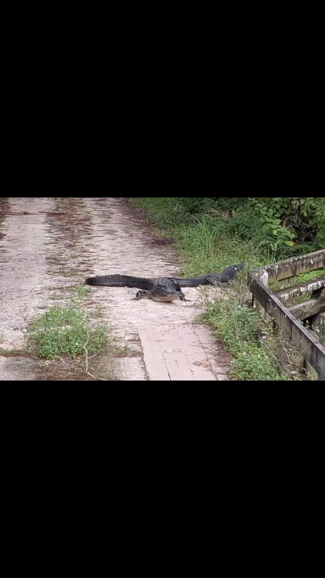 @GatorGirl22