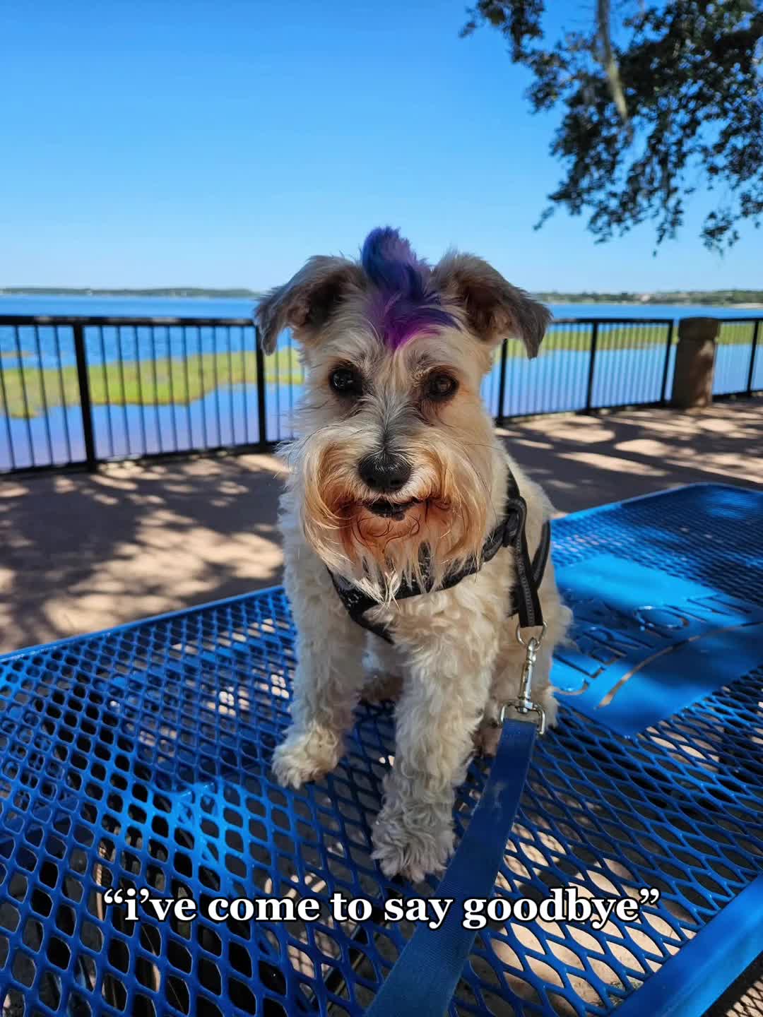 @FurMomLizz