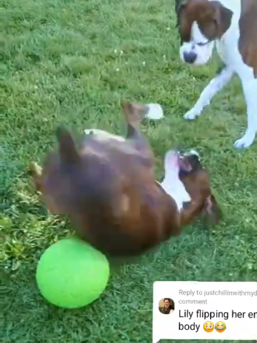@BoxersLily&Elvis