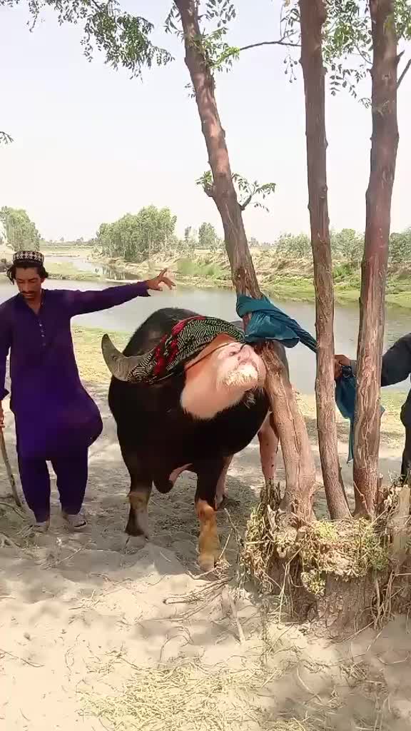 @arshad ali