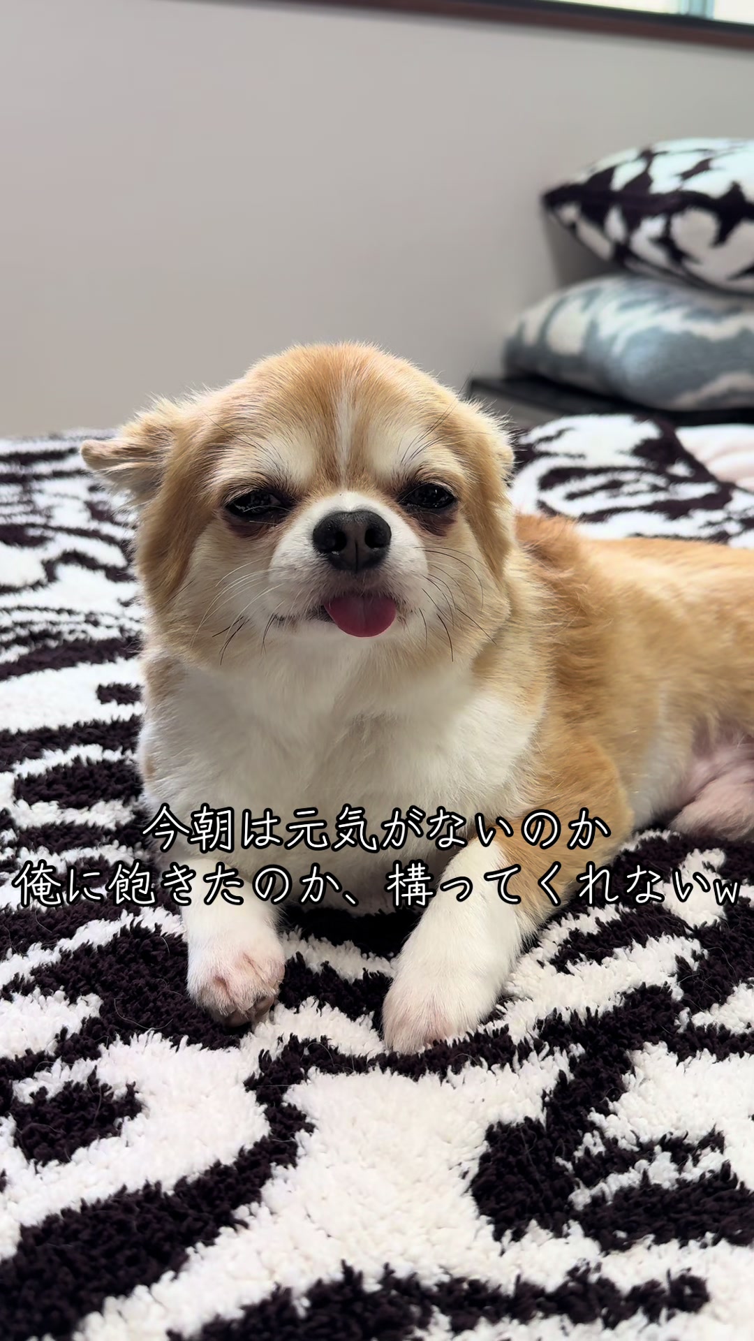 @心太
