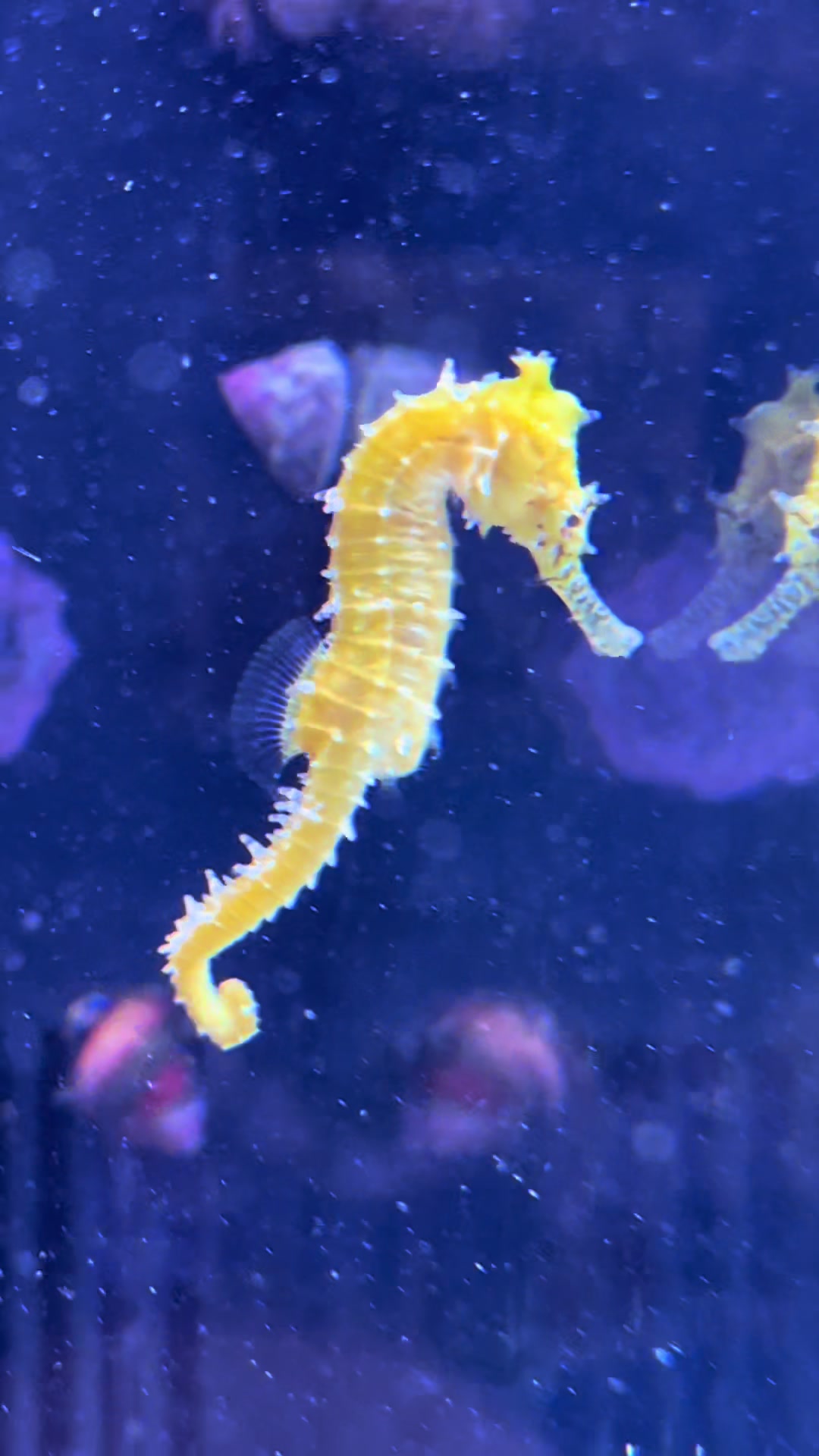@fintastic aquariums