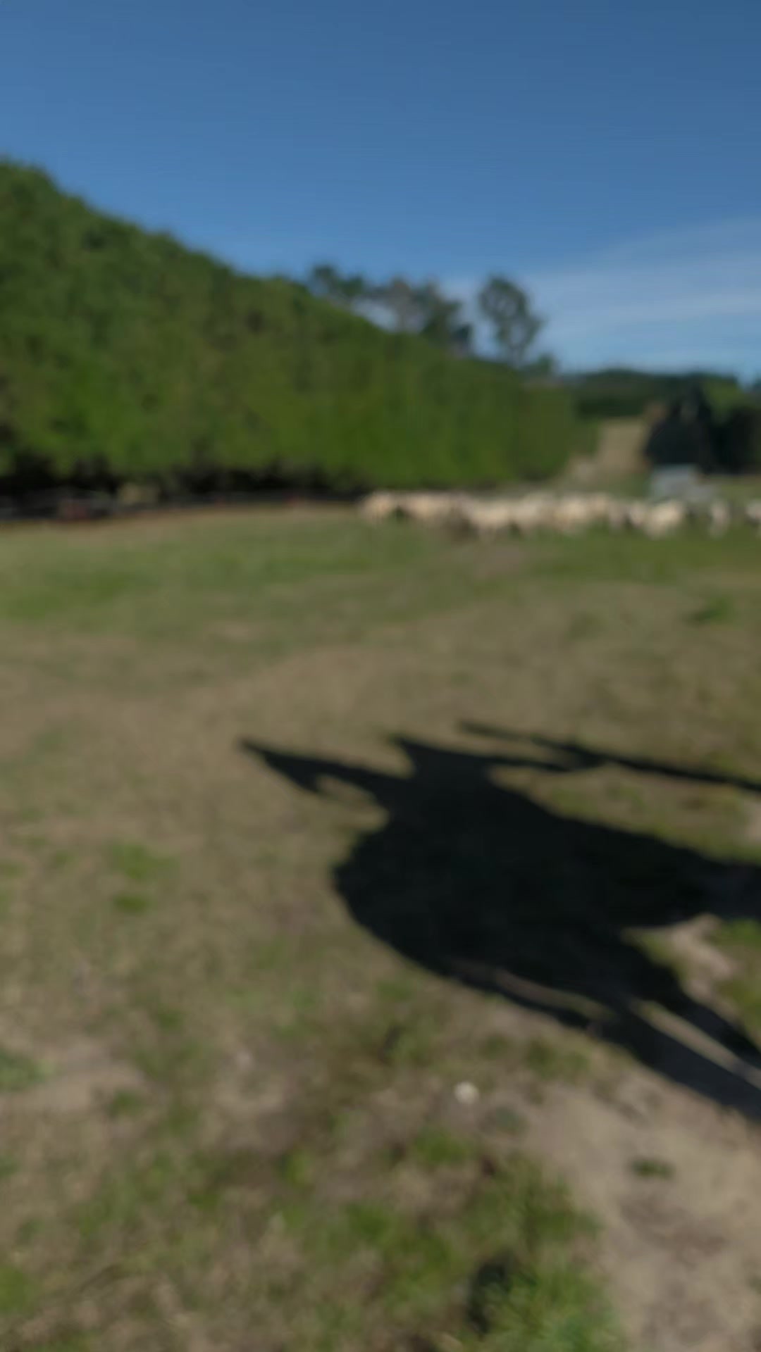 @Elfelms🇦🇺