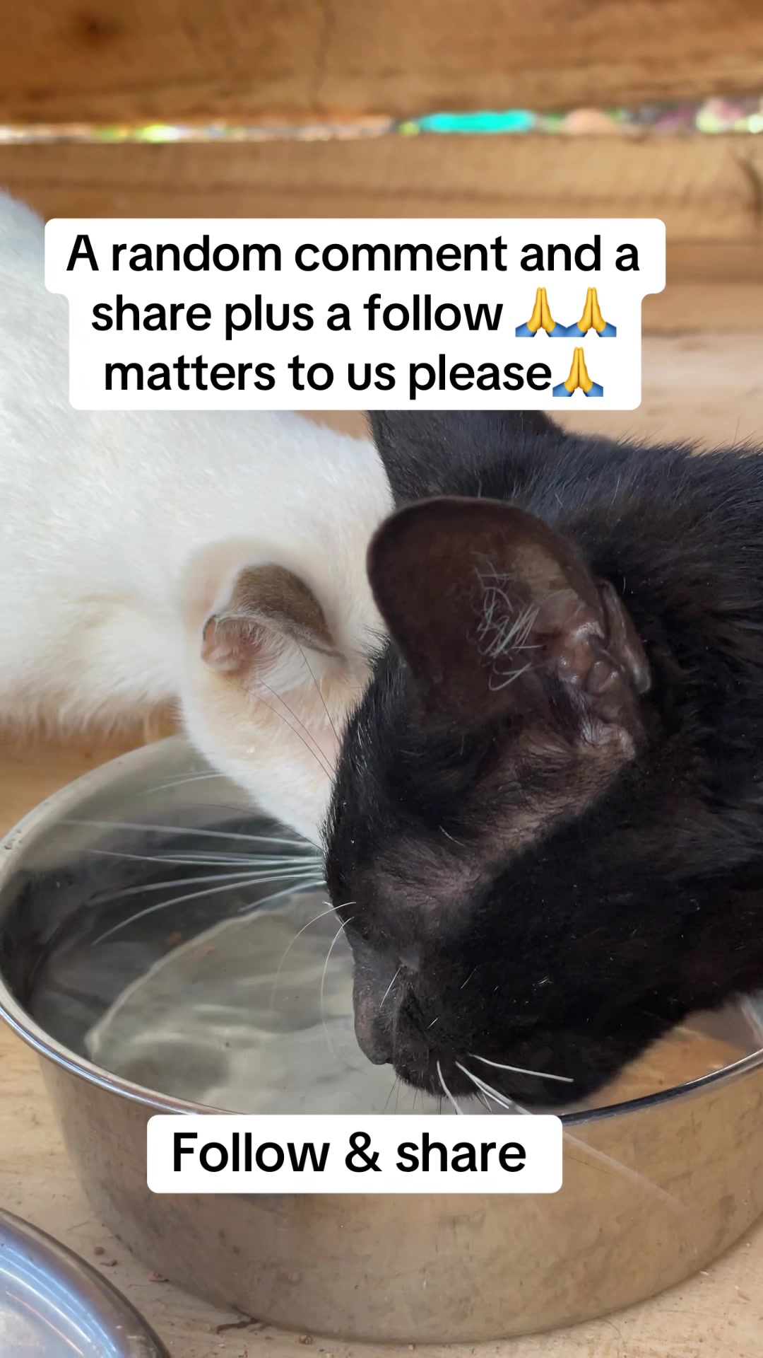 @tailspinrescue