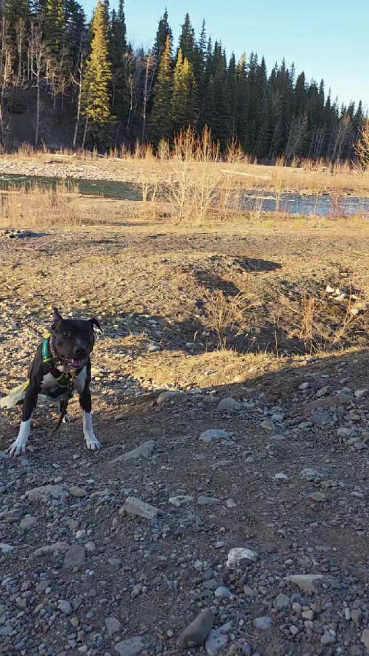 @Steph-RaisingHell.Hounds🇨🇦