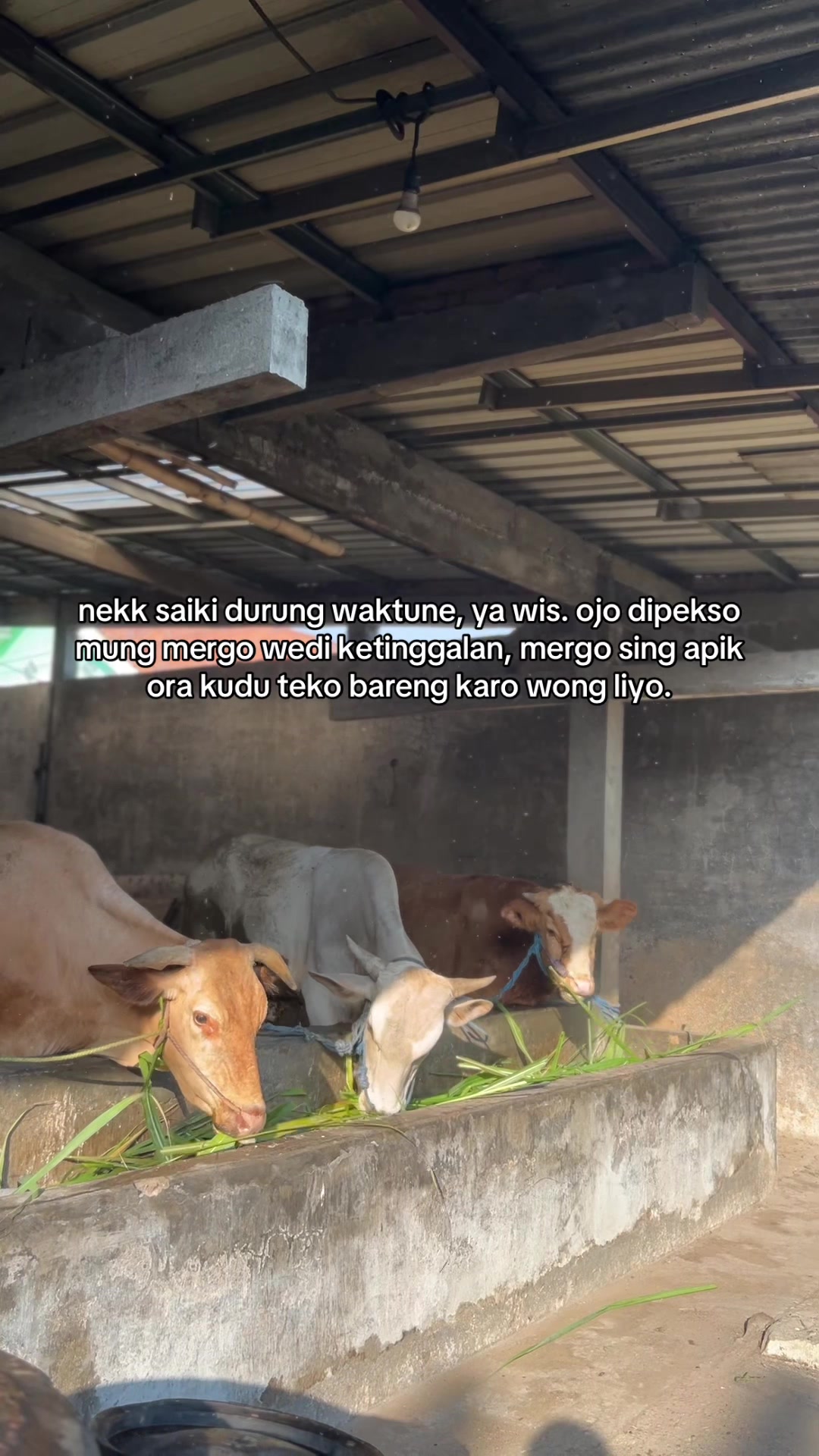 @Sapi Kediri