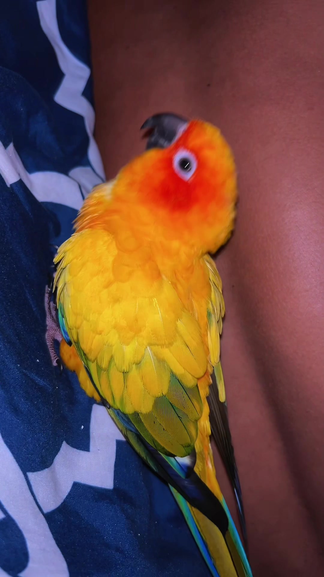 @Suncheepo🦜