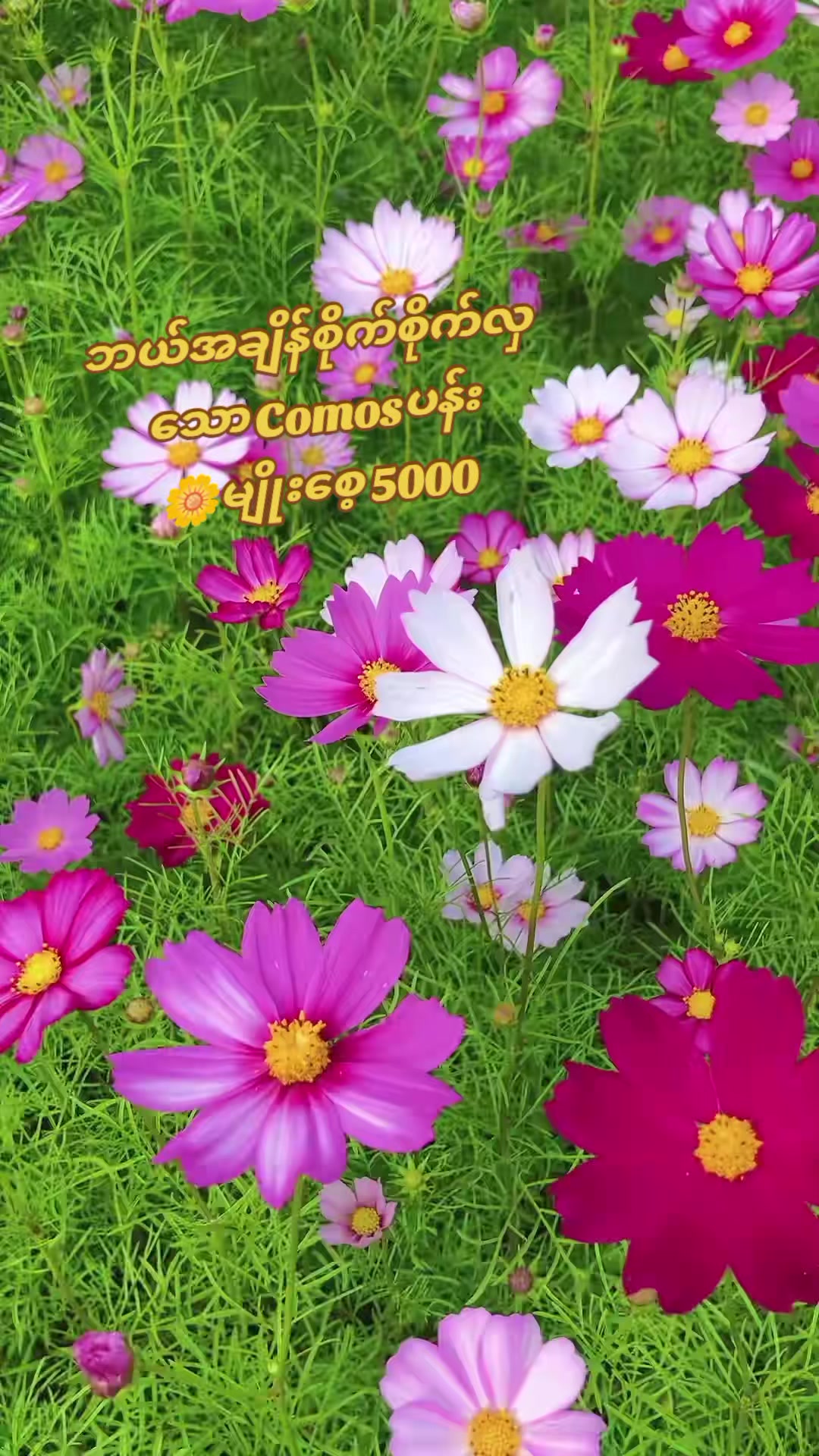 @Floral Village