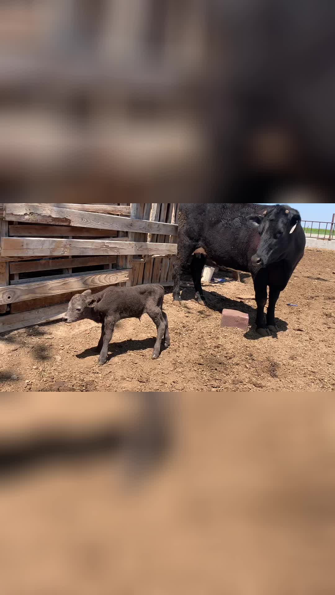 @Cowboytok