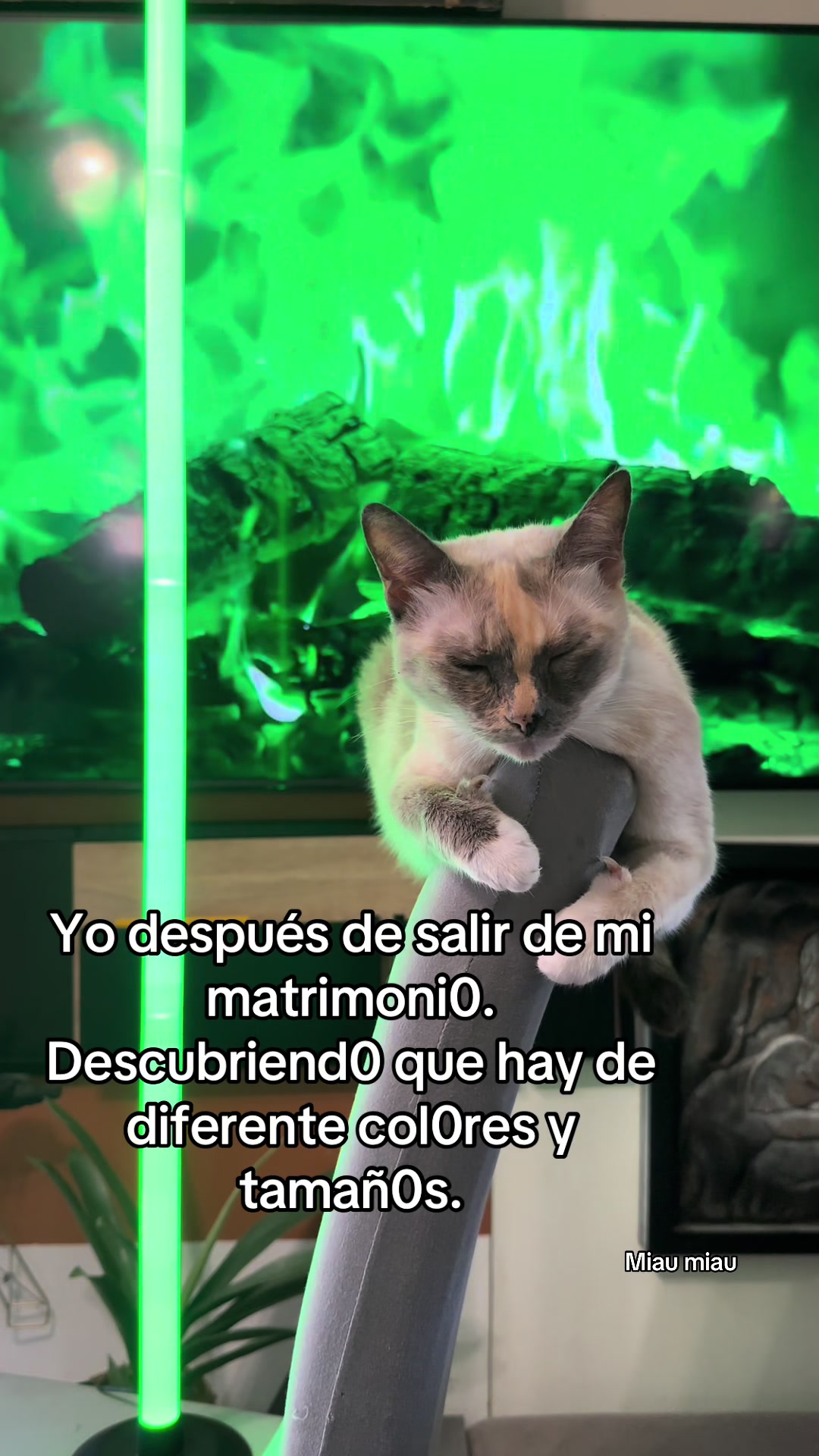 @Rodrigo and Watermelon the cat