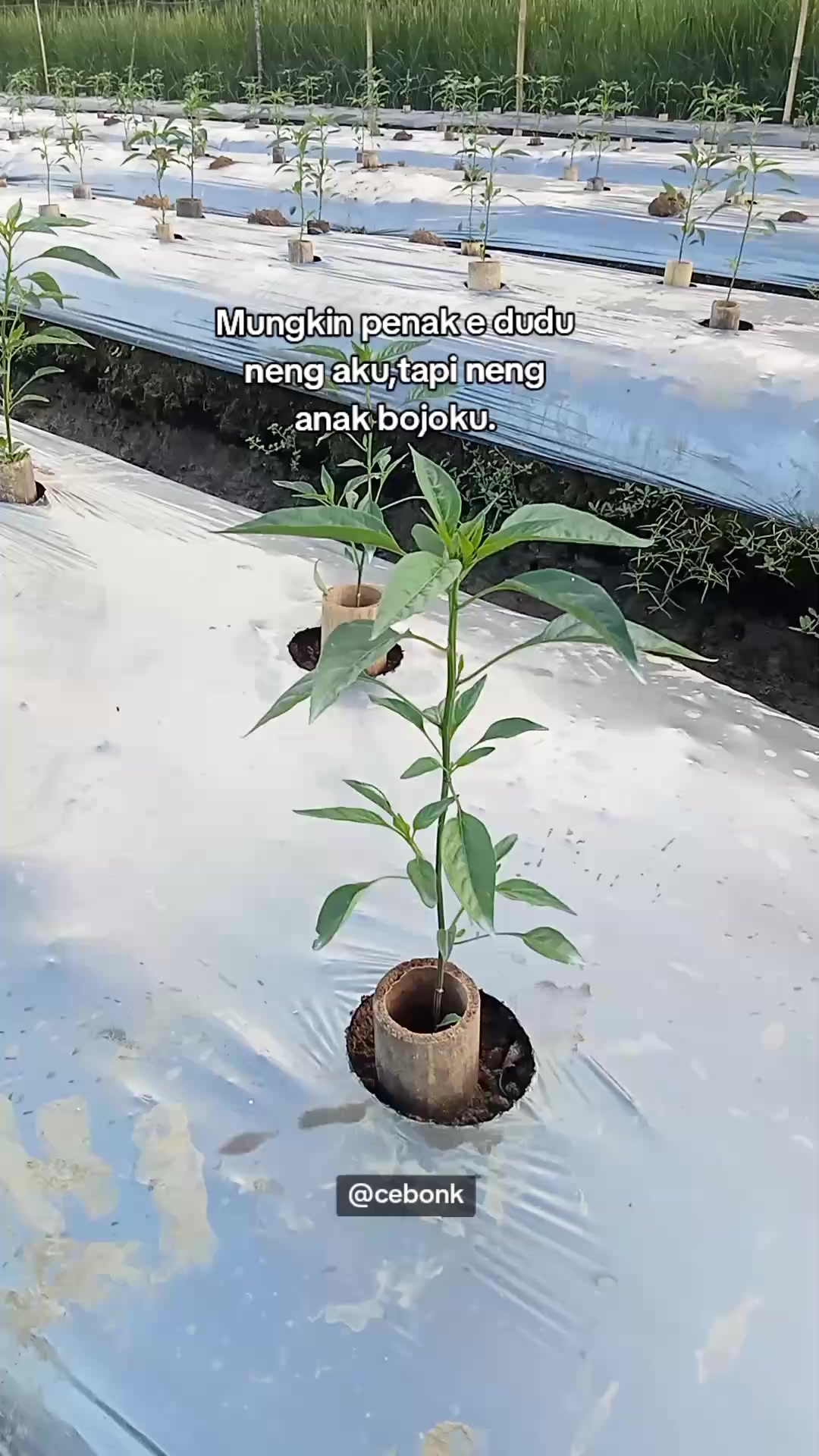 @cebonk