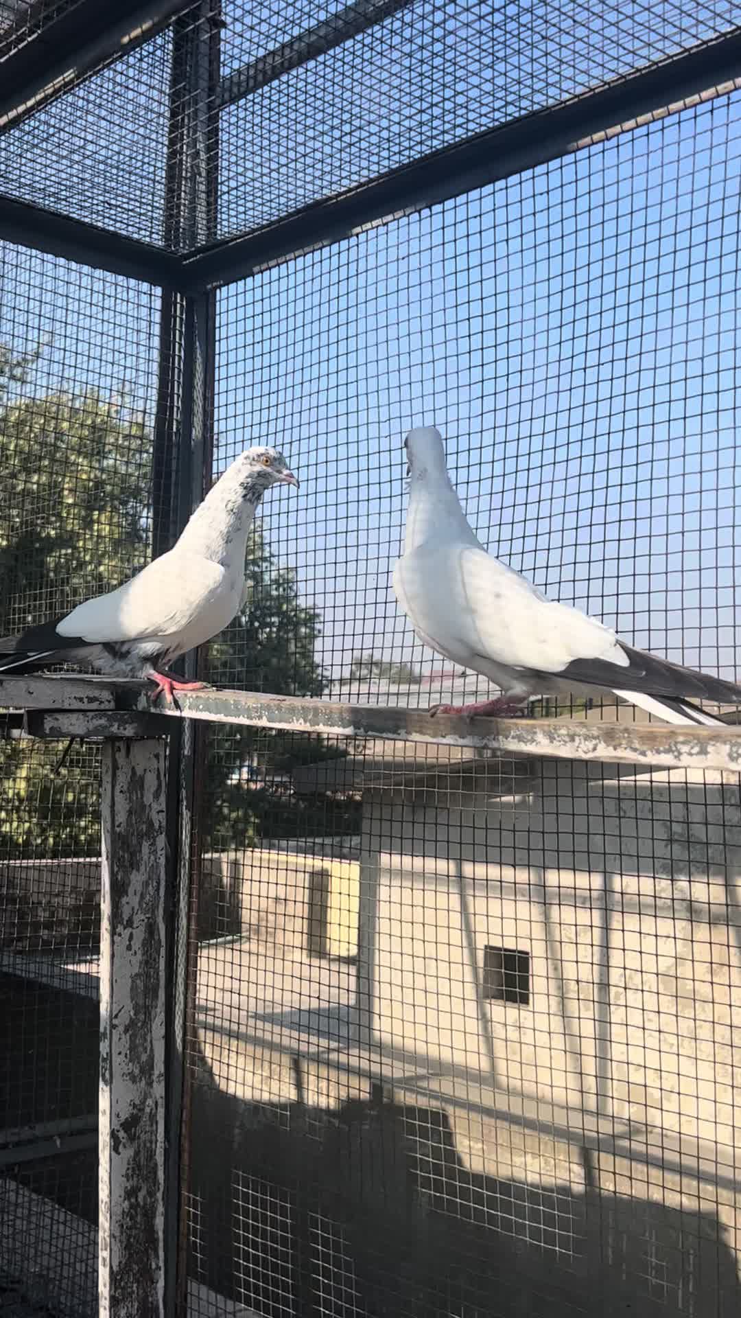 @The Best Pigeons