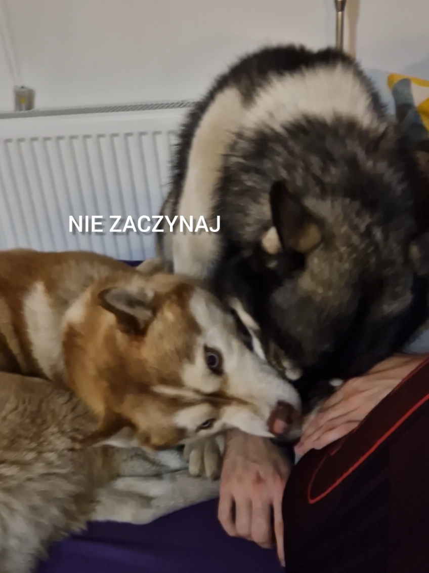 @husky.ananaski