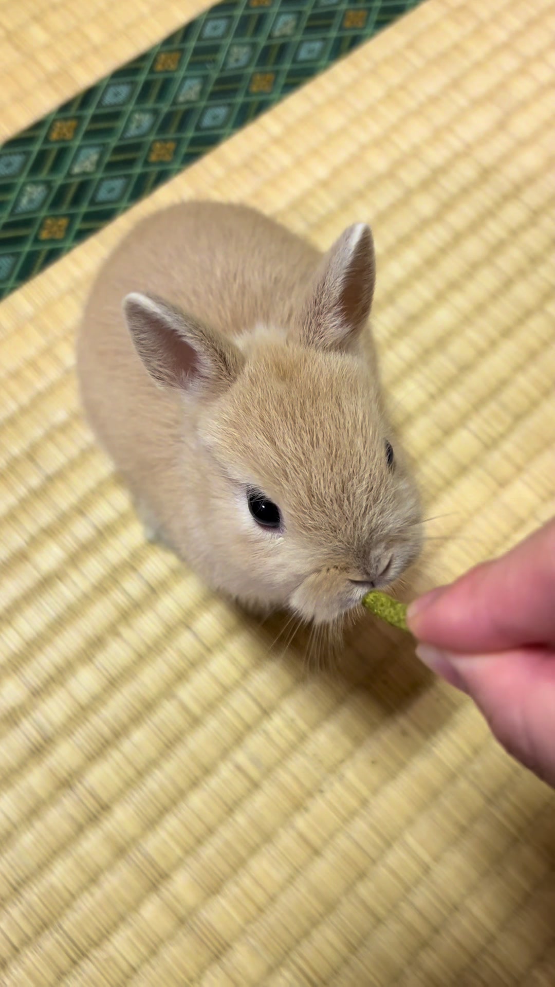 @코유ちゃんᲘ𐑼♡